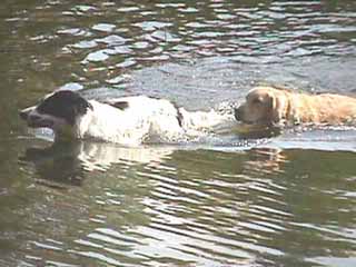 Dogs swimming at Eels Lake Cottages and Marina