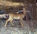 deer sighted at Eels Lake