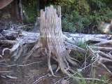 artistic driftwood stump-Eels Lake